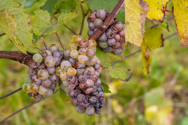 Witte Druiven Besmet Met Rot Schimmel — Stockfoto