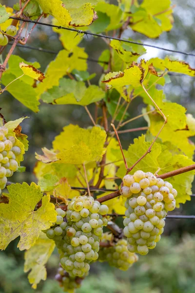 捷克共和国 摩拉维亚南部 秋天葡萄园里的葡萄 — 图库照片