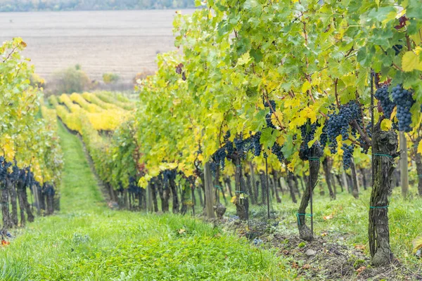 Uvas Azules Cabernet Sauvignon Viñedo Otoño Sur Moravia República Checa — Foto de Stock