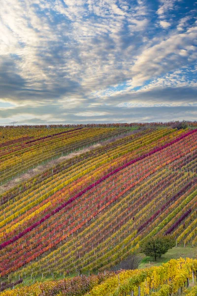 Vigneto Autunnale Vicino Cejkovice Moravia Meridionale Repubblica Ceca — Foto Stock