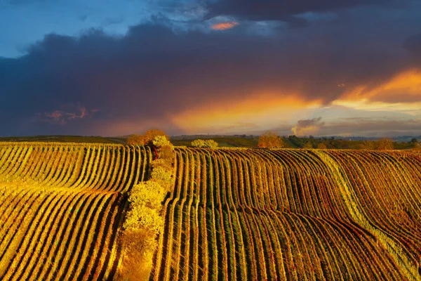 Vignoble Automne Près Cejkovice Moravie Sud République Tchèque — Photo