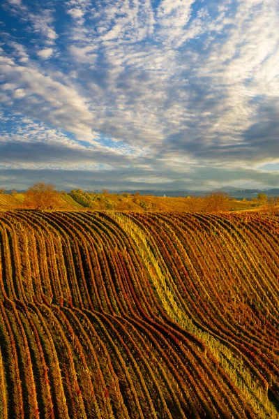 捷克共和国摩拉维亚南部Cejkovice附近的秋季葡萄园 — 图库照片