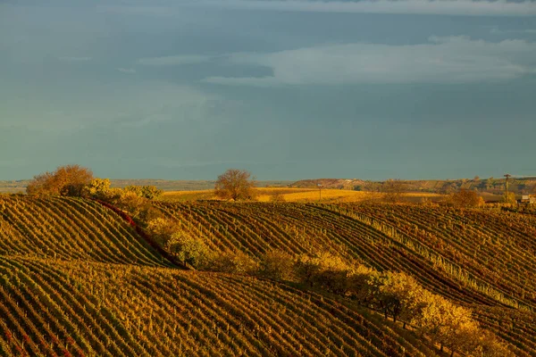 Vignoble Automne Près Cejkovice Moravie Sud République Tchèque — Photo