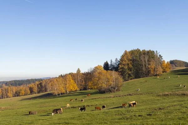 Typická Šumava Podzimní Krajina Jižní Čechy Česká Republika — Stock fotografie