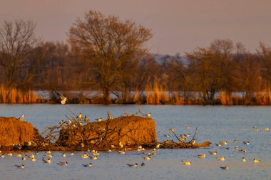 Siyah başlı martı, Jaroslavice göleti, Znojmo bölgesi, Güney Moravya, Çek Cumhuriyeti