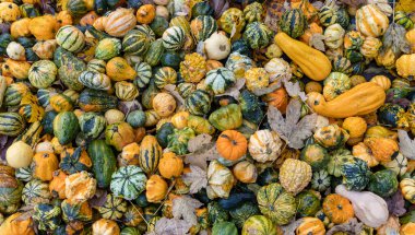 Farklı türde balkabakları, sonbahar pazarı, Avusturya