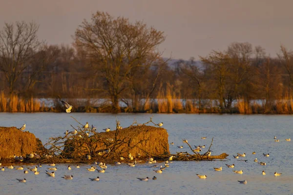 Siyah başlı martı, Jaroslavice göleti, Znojmo bölgesi, Güney Moravya, Çek Cumhuriyeti