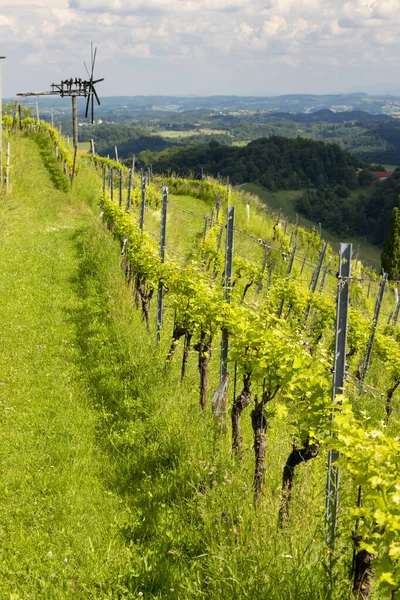 オーストリアのシュタイリア南部にクラポテツという風車のあるブドウ園があります — ストック写真