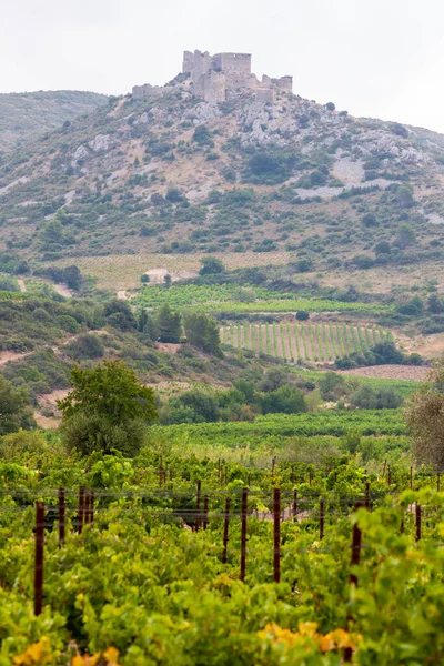 Weinberge Der Weinregion Languedoc Roussillon Roussillon Frankreich — Stockfoto