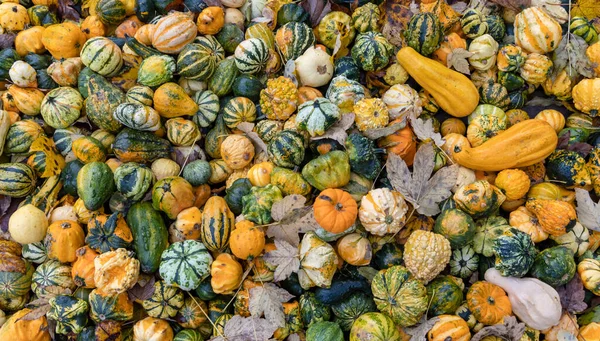 Different Kinds Pumpkins Autumn Market Austria — Stock Photo, Image