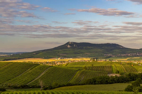 Vignobles Sous Palava Près Dolni Dunajovice Moravie Sud République Tchèque — Photo