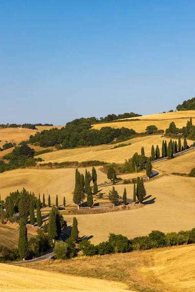 Cipressi Monticchielo Typisch Toscaans Landschap Bij Montepulciano Italië — Stockfoto