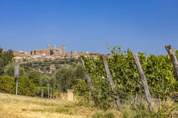 Vinhas Mais Famosas Toscana Perto Cidade Montalcino Itália — Fotografia de Stock