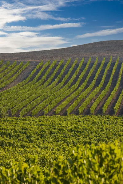 Tuscany Most Famous Vineyards Town Montalcino Italy — Stock Photo, Image