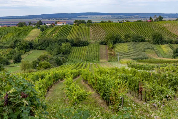 Summer Vineyard Nearby Strekov Southern Slovakia — Stock Photo, Image
