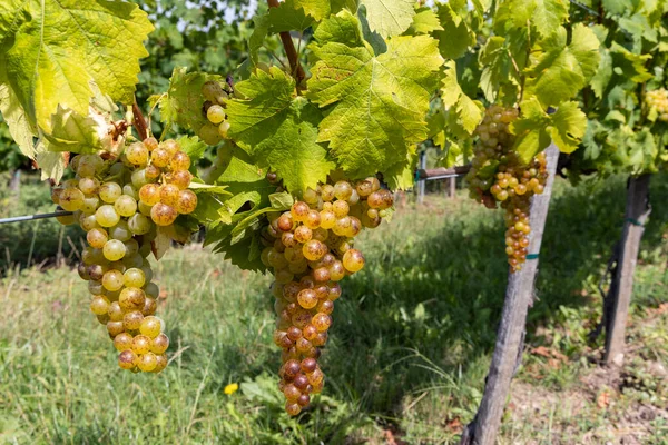 Druiven Gele Muscat Tokaj Regio Unesco Site Hongarije — Stockfoto