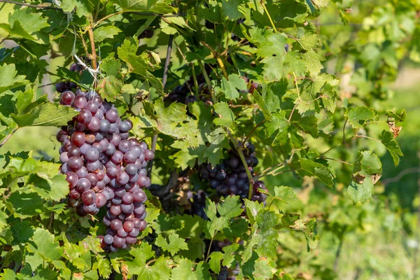 捷克共和国摩拉维亚南部成熟的葡萄 — 图库照片