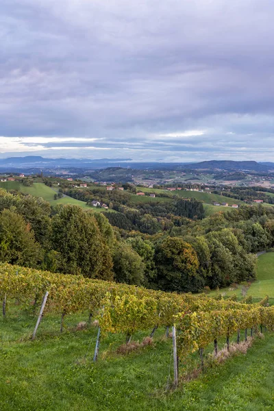 Najwyższe Winnice Austrii Pobliżu Miejscowości Kitzeck Sausal Styria Austria — Zdjęcie stockowe