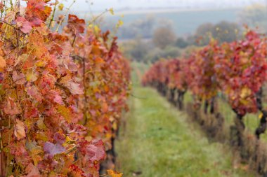 Kızıl sonbahar üzüm bağı, Güney Moravya, Çek Cumhuriyeti