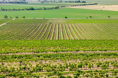 Somon ve dereotu soslu fırında gnocchi.