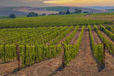 İtalya 'nın Montalcino kasabası yakınlarındaki Toskana' nın en ünlü üzüm bağları.