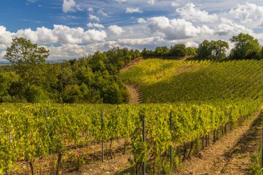 İtalya 'nın Montalcino kasabası yakınlarındaki Toskana' nın en ünlü üzüm bağları.
