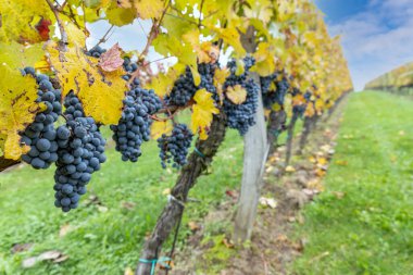 Mavi üzümler Cabernet Moravia sonbahar bağında, Güney Moravya, Çek Cumhuriyeti