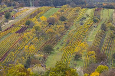Mutenice yakınlarındaki sonbahar üzüm bağı, Güney Moravya, Çek Cumhuriyeti