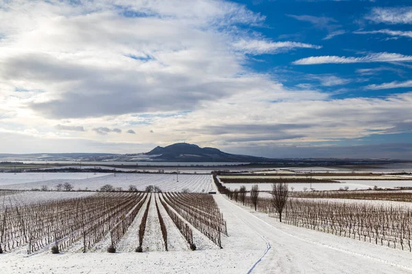 チェコ共和国南モラヴィアのソンベルク近郊のパラヴァの冬のブドウ畑 — ストック写真