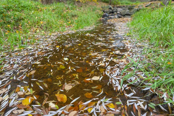 Río Dyje Otoño República Checa — Foto de Stock