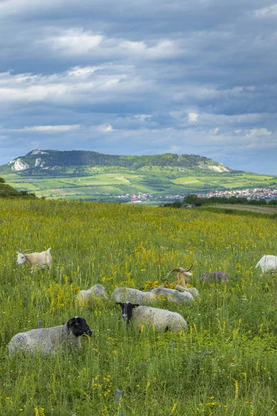 Πρόβατα Στην Άνοιξη Τοπίο Κοντά Dolni Dunajovice Περιοχή Palava Νότια — Φωτογραφία Αρχείου