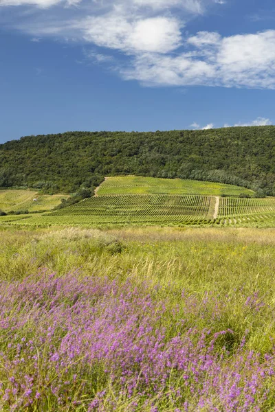 Pradera Floreciente Región Tokaj Norte Hungría —  Fotos de Stock