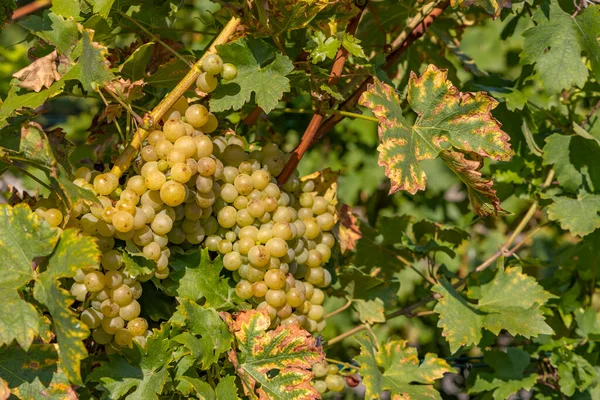 Uvas Morávia Sul República Checa — Fotografia de Stock