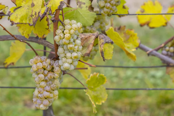 Riesling Raisins Dans Vignoble Automne Moravie Sud République Tchèque — Photo