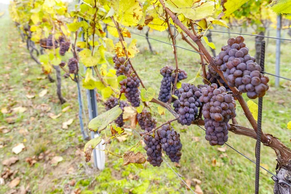 捷克共和国摩拉维亚南部秋季葡萄园的葡萄 — 图库照片