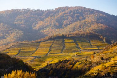 autumn vineyard in Wachau region, Austria clipart