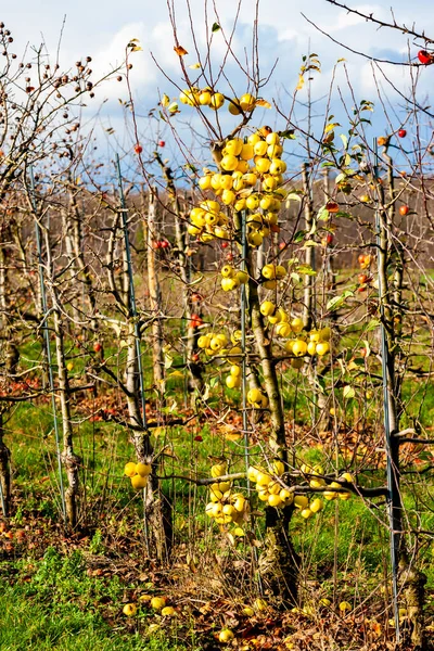 Obstgarten Mit Äpfeln Südmähren Tschechien — Stockfoto