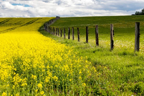 Rapsfröfält Mellersta Böhmen Tjeckien — Stockfoto