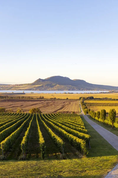 Viñedos Otoño Bajo Palava Cerca Sonberk Moravia Del Sur República —  Fotos de Stock