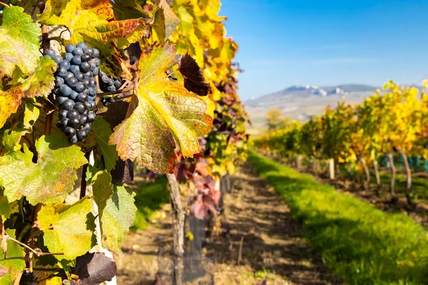 Weinberge Der Nähe Von Dolni Dunajovice Der Region Palava Südmähren — Stockfoto