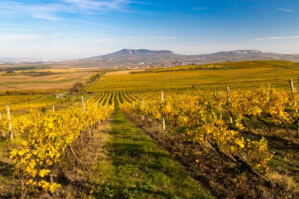 Vineyards Dolni Dunajovice Palava Region Southern Moravia Czech Republic — Stock Photo, Image