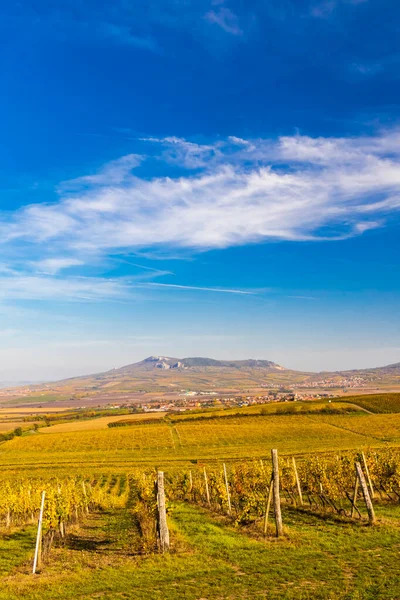 Vigneti Vicino Dolni Dunajovice Nella Regione Palava Moravia Meridionale Repubblica — Foto Stock