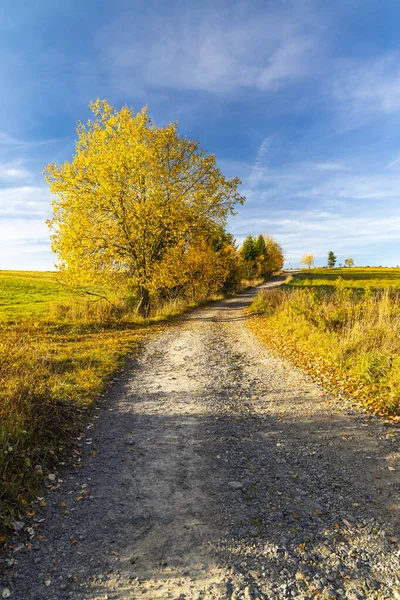 Camino Con Árbol Otoño Cerca Silla Beskyd Eslovaquia —  Fotos de Stock