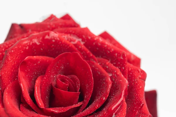 Kytice Čerstvých Růží Květinové Pozadí — Stock fotografie