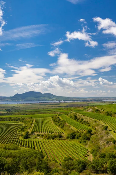 Vignobles Près Nove Mlyny Réservoir Avec Palava Moravie Sud République — Photo