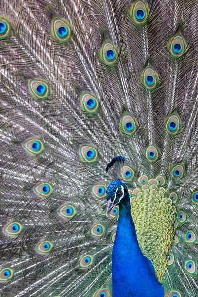 Closeup Imagem Pavão Dançando Com Suas Penas Abertas — Fotografia de Stock