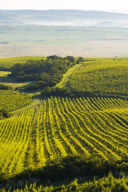 Palava altındaki üzüm bağları Zajeci yakınlarında, Güney Moravya, Çek Cumhuriyeti