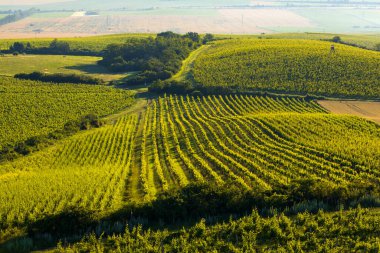 Palava altındaki üzüm bağları Zajeci yakınlarında, Güney Moravya, Çek Cumhuriyeti