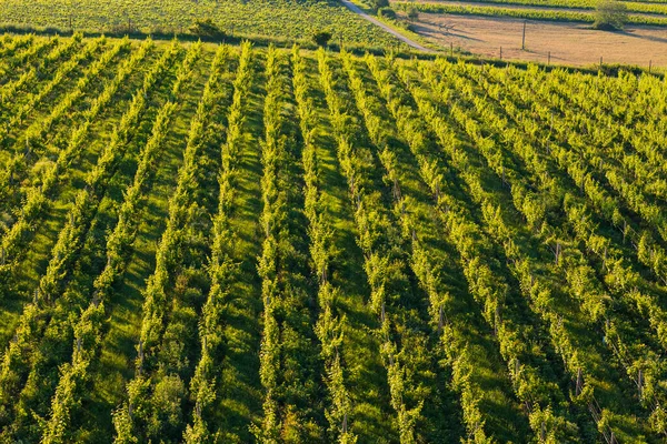 Vineyards Palava Zajeci Southern Moravia Czech Republic — Stock Photo, Image