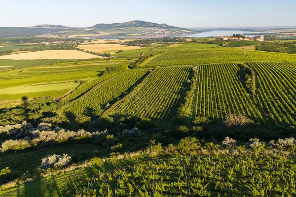 Vignobles Sous Palava Près Zajeci Moravie Sud République Tchèque — Photo